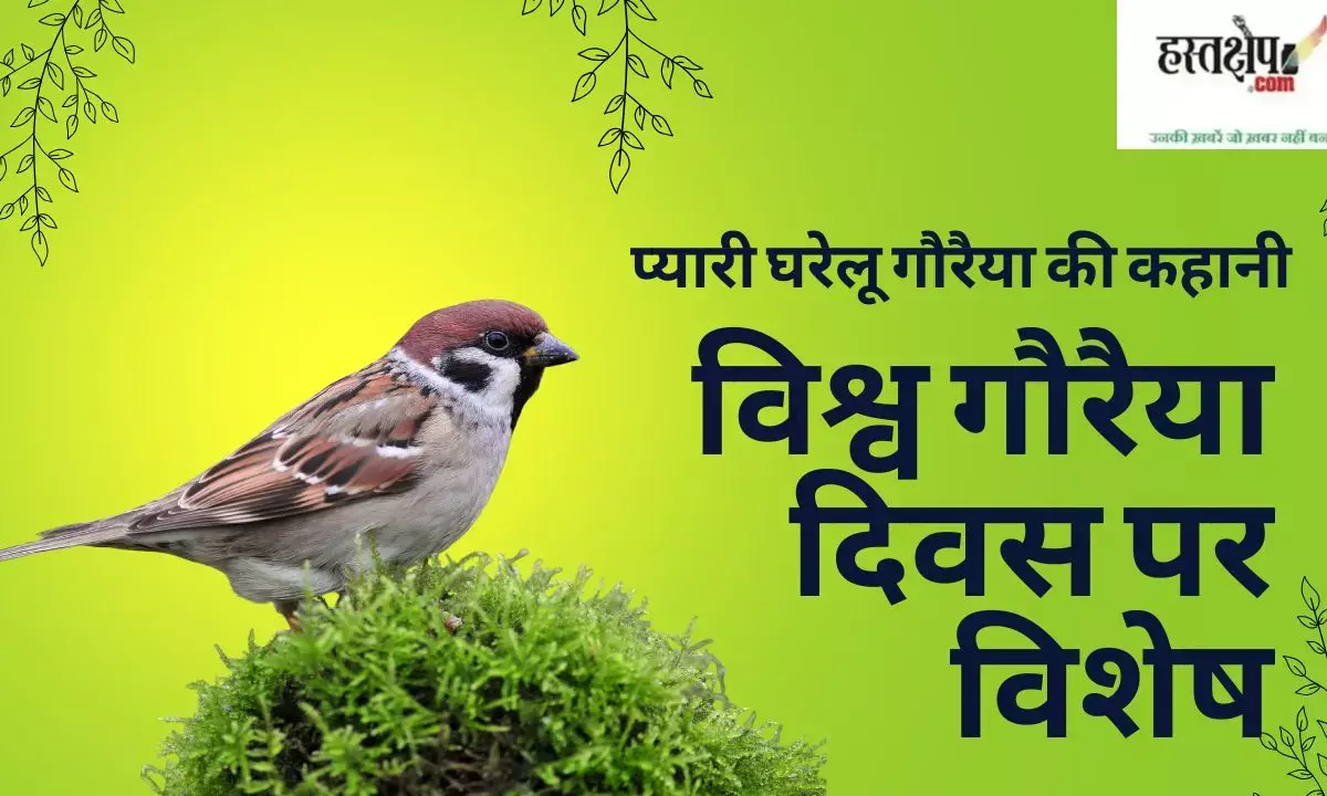 The heartwarming story of the common house sparrow: A special feature for World Sparrow Day