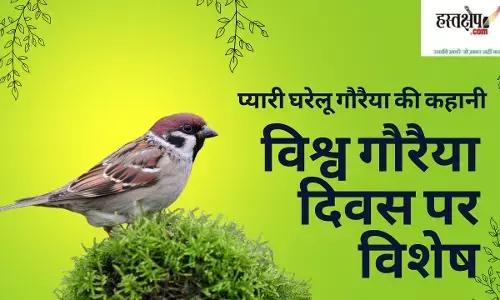 The heartwarming story of the common house sparrow: A special feature for World Sparrow Day