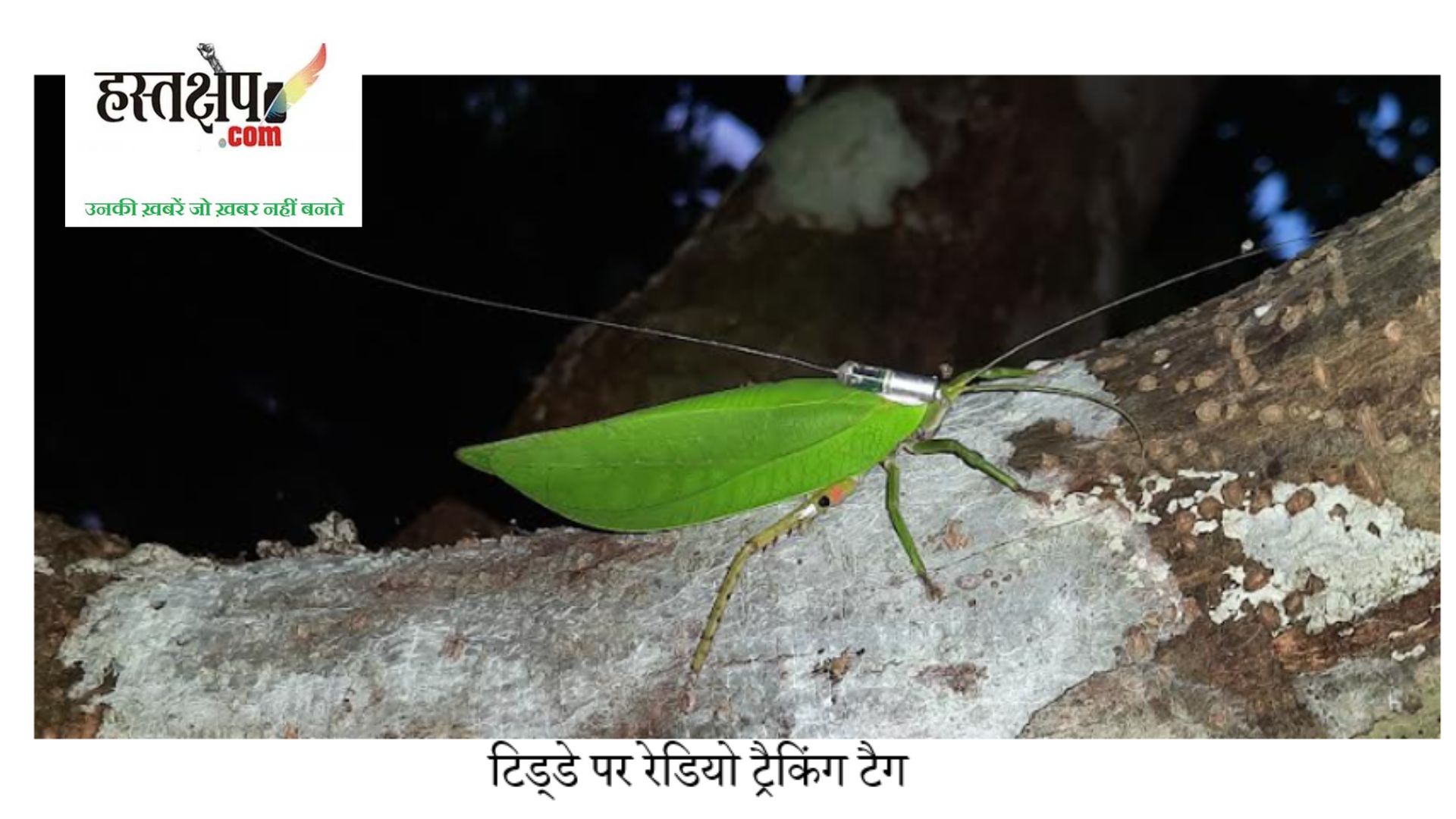 नर टिड्डों की तुलना में मादा टिड्डों के शिकार बनने का ख़तरा अधिक