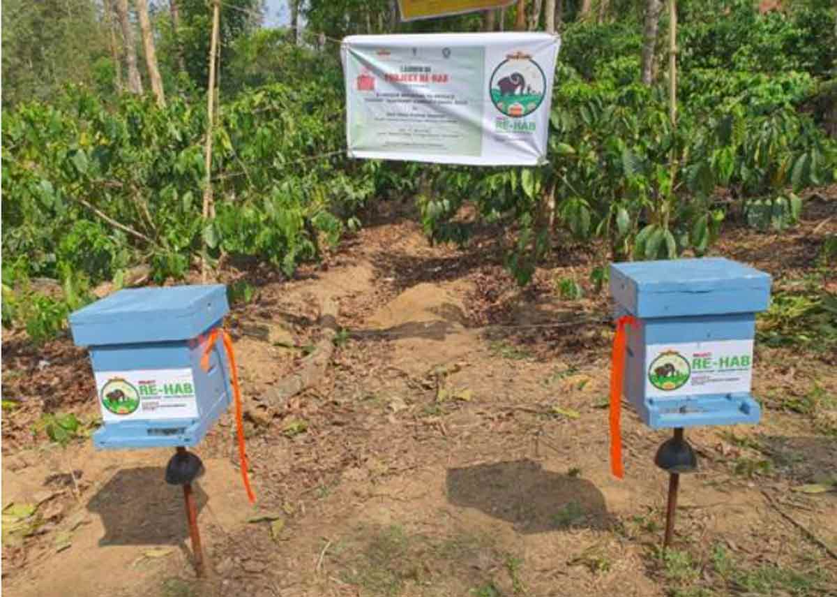 मधुमक्खियां रोकेंगी मानव-हाथी टकराव