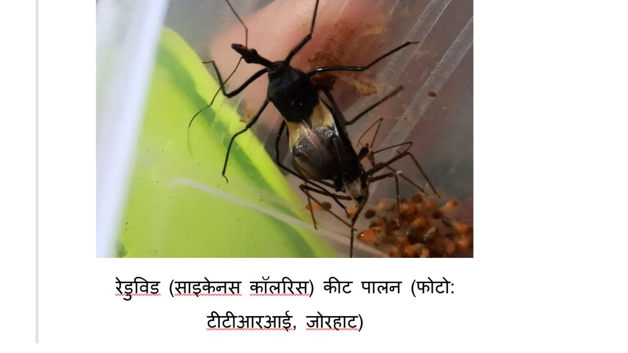 चाय बागान के दुश्मन कीटों का काम तमाम करेगा नया जैविक अस्त्र