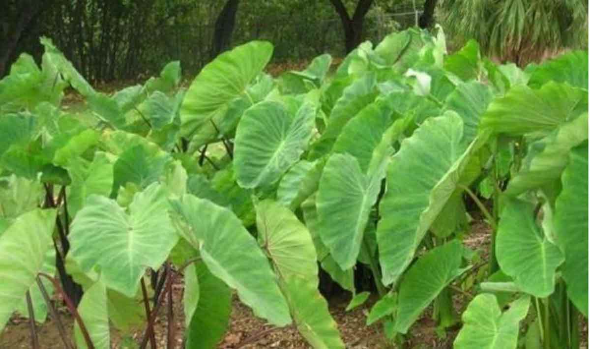 सेहतमंद जीवन की कुंजी संतुलित आहार