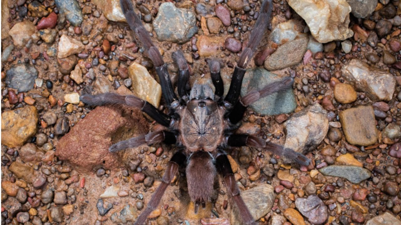 भारतीय शोधकर्ताओं ने बताया बड़े आकार वाली मकड़ियों की उत्पत्ति कहां हुई?