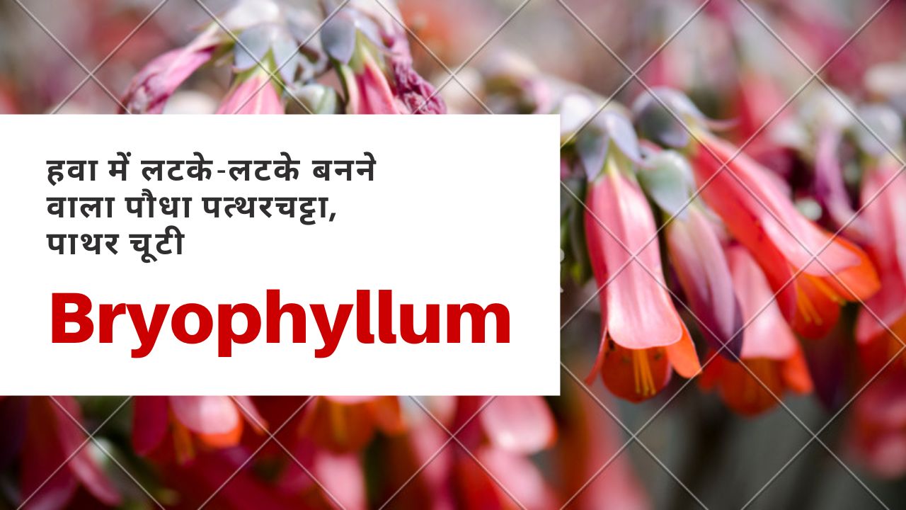 हवा में लटके-लटके बनने वाला पौधा ब्रायोफिलम. जिसके पत्तियां ही नहीं फूल भी गजब के...