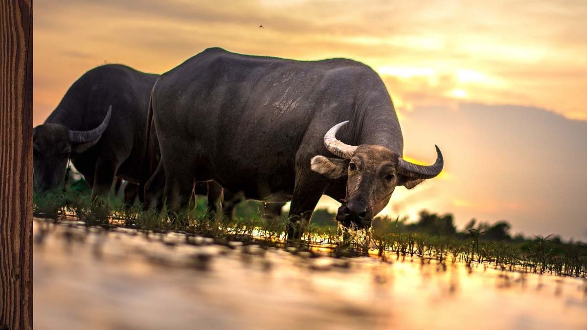 भैंस की उन्नत प्रजातियों के विकास में मददगार हो सकता है नया आनुवंशिक अध्ययन