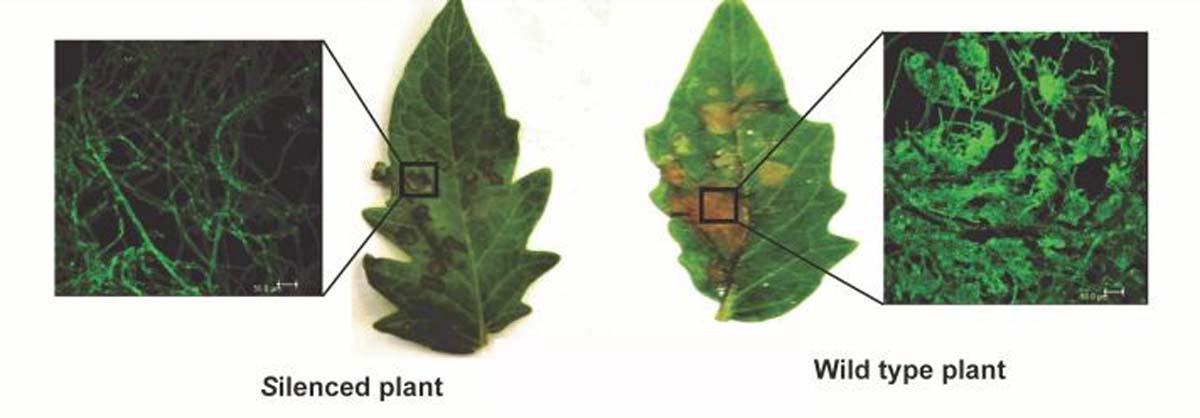 भारतीय वैज्ञानिकों ने विकसित की फसलों में शीथ ब्लाइट रोग नियंत्रण की नयी पद्धति