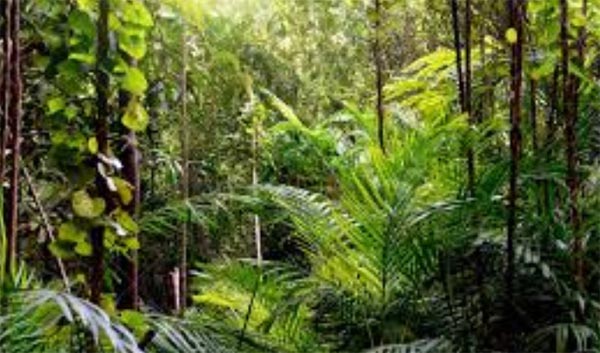 जंगलों में इंसान का बढ़ता दखल खतरनाक है