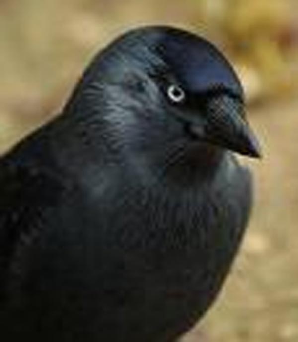 क्या कौवा एक आंख से देखता है?