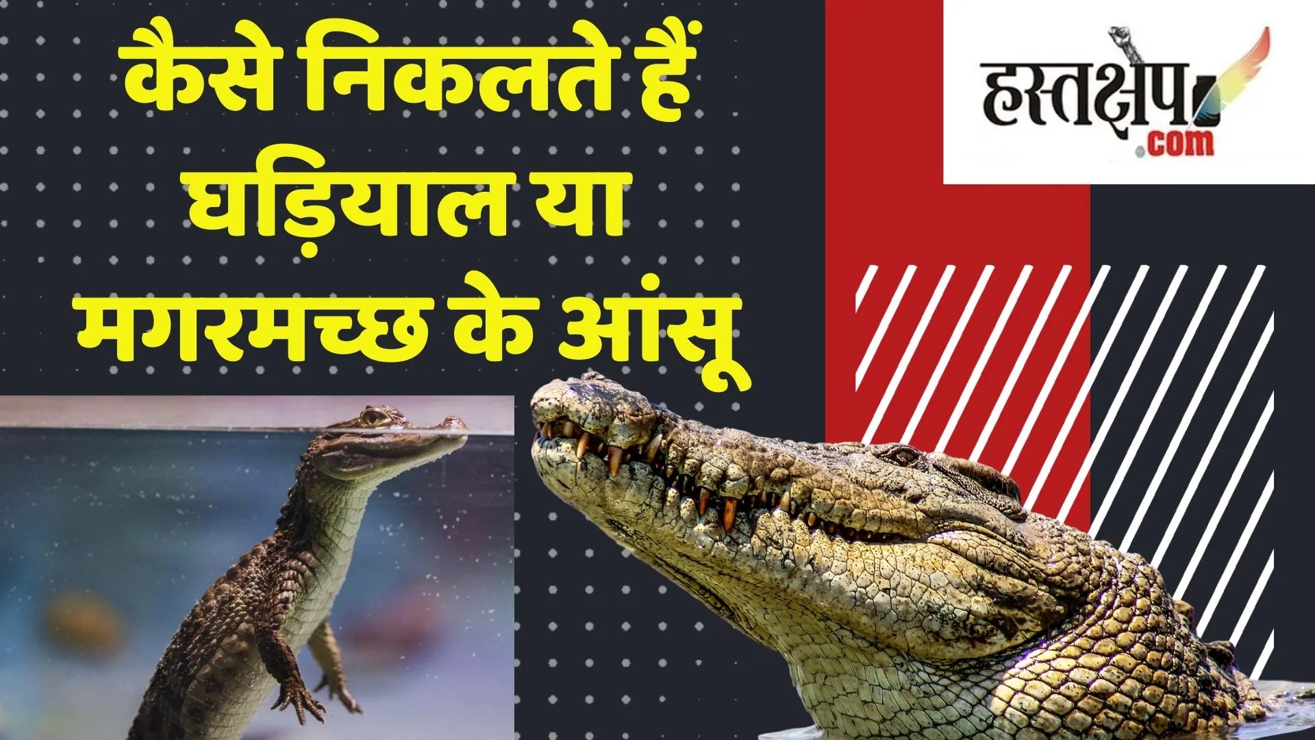 जानिए मगरमच्छ और घड़ियाल के आंसू क्यों झूठे होते हैं ?