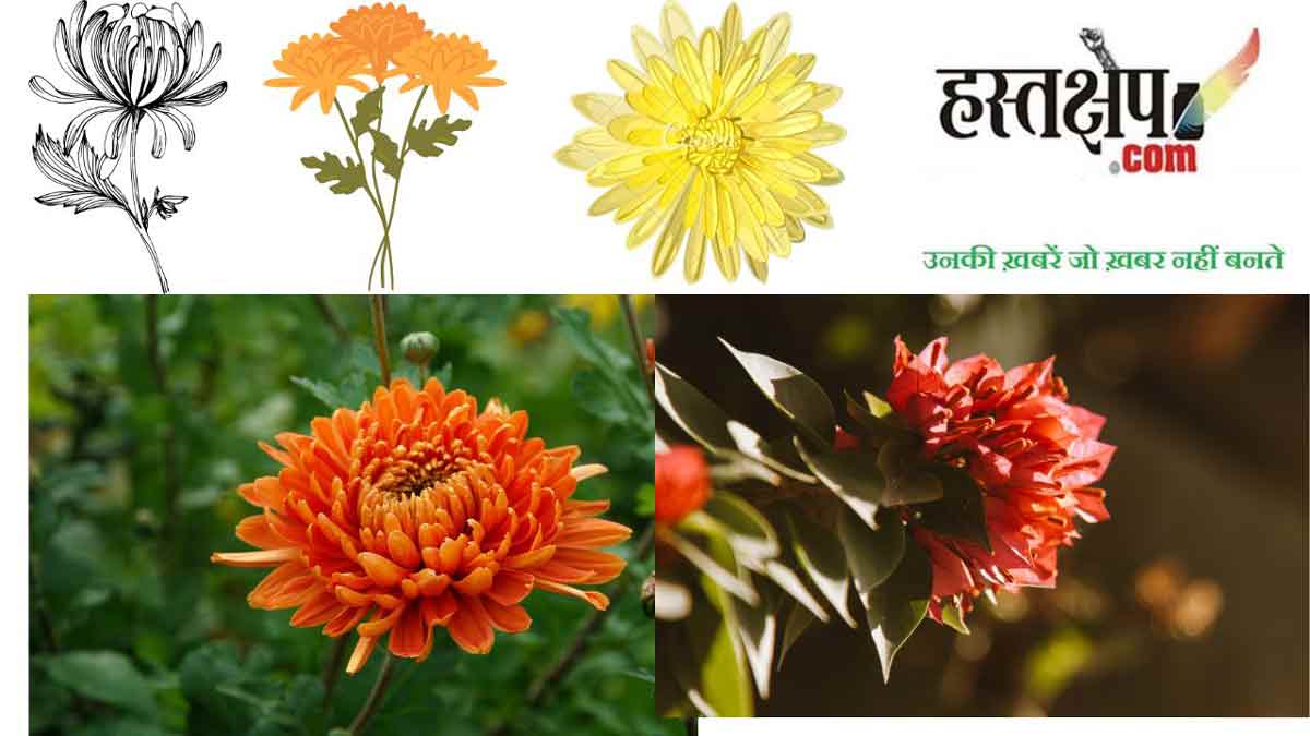 गुलाब के बाद बहुत प्रचलित है गुलदाउदी का फूल