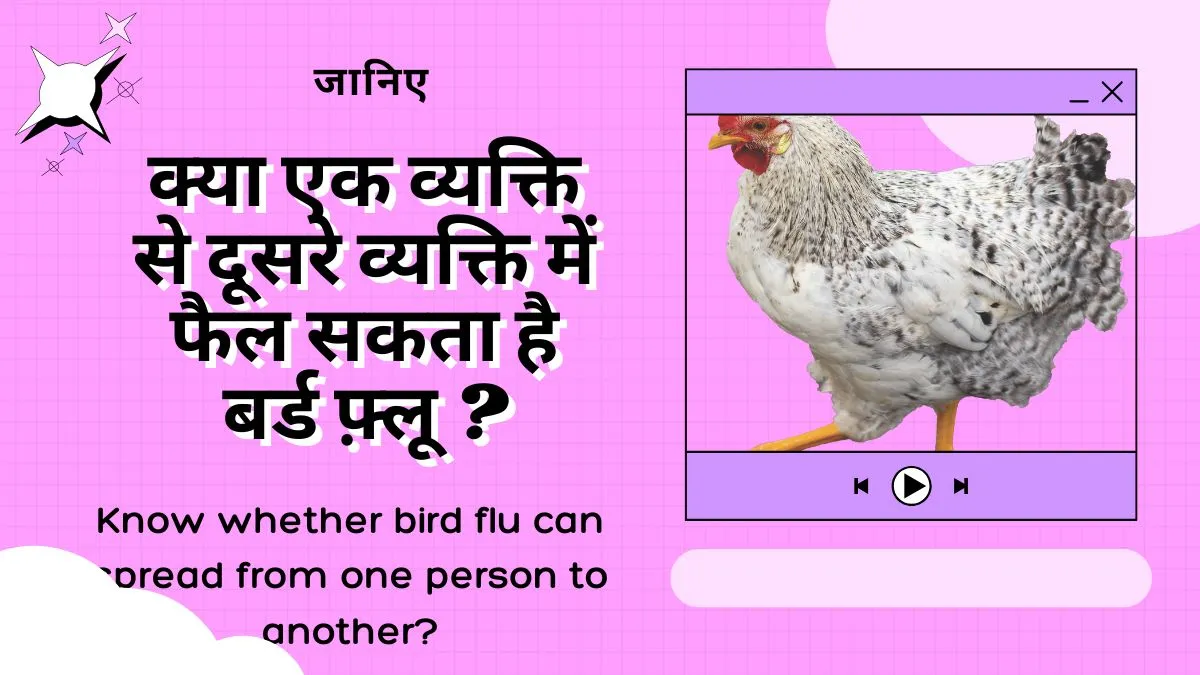 जानिए क्या एक व्यक्ति से दूसरे व्यक्ति में फैल सकता है बर्ड फ़्लू ? जानिए क्या एक व्यक्ति से दूसरे व्यक्ति में फैल सकता है बर्ड फ़्लू ?