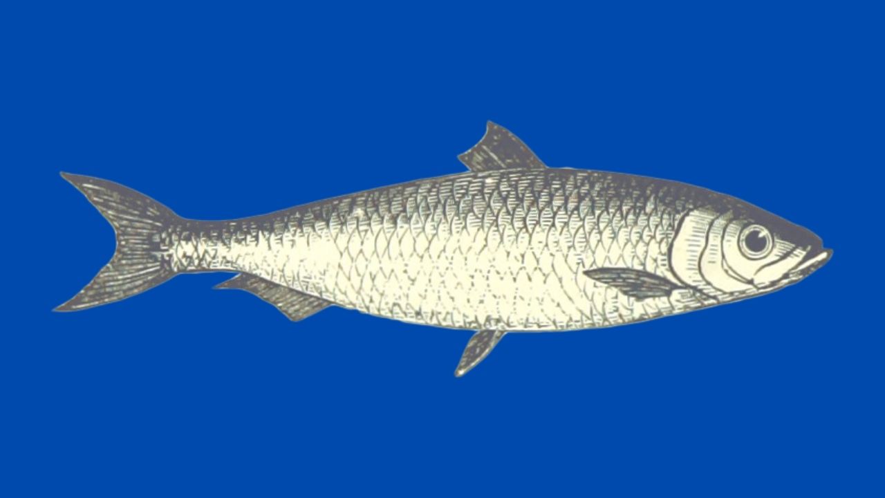 भारत में मत्स्य न्याय आ रहा है