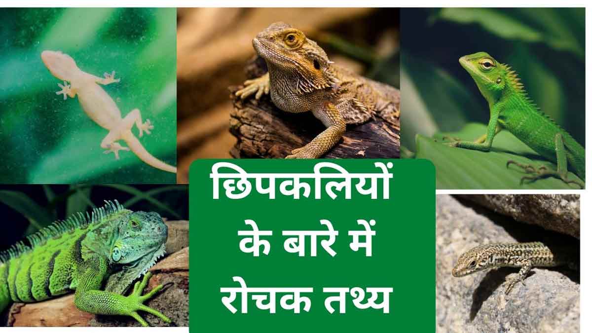 जानिए छिपकलियों के बारे में रोचक तथ्य