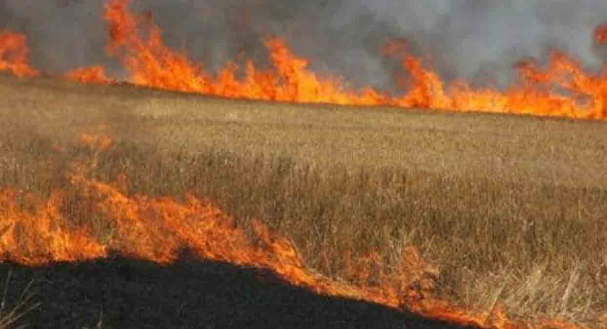 पराली जलाने की समस्या के समाधान में लगेंगे 4-5 साल : पंजाब प्रदूषण नियंत्रण बोर्ड