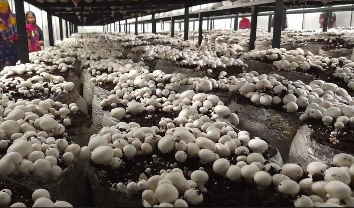 मशरूम उत्पादन बना रहा है आत्मनिर्भर