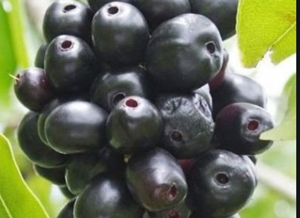 जामुन पर जलवायु परिवर्तन की मार