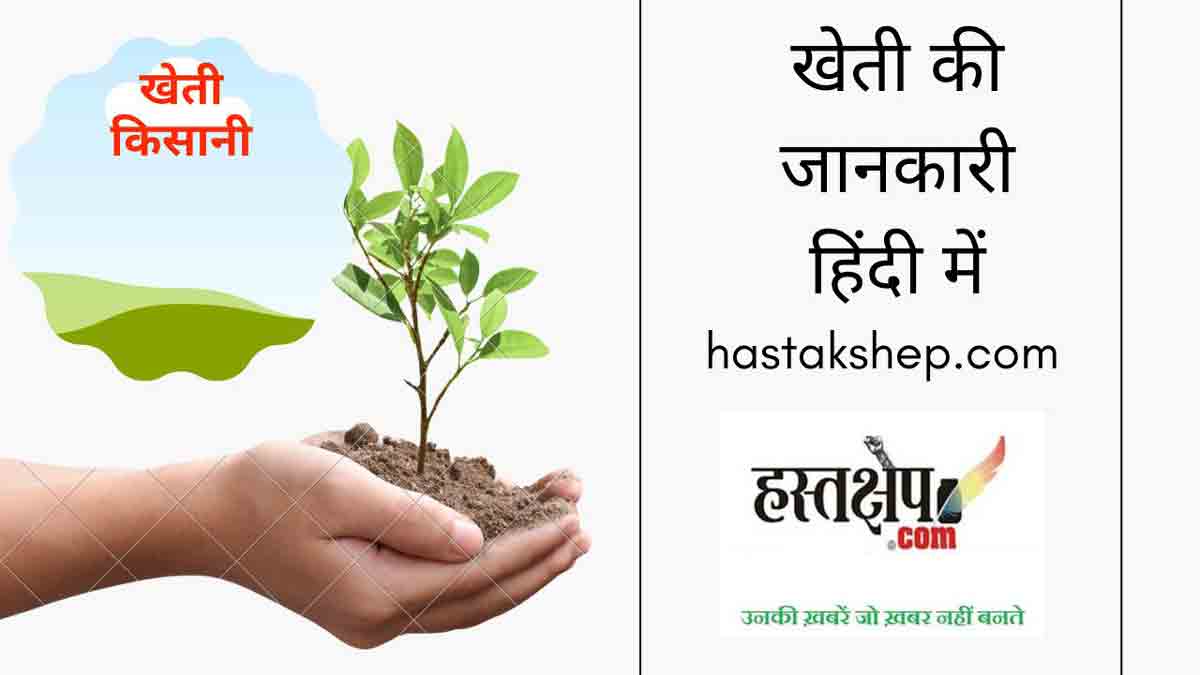 पहाड़ों की मिठास को मात दे रही मैदान के संभल की स्ट्रॉबेरी