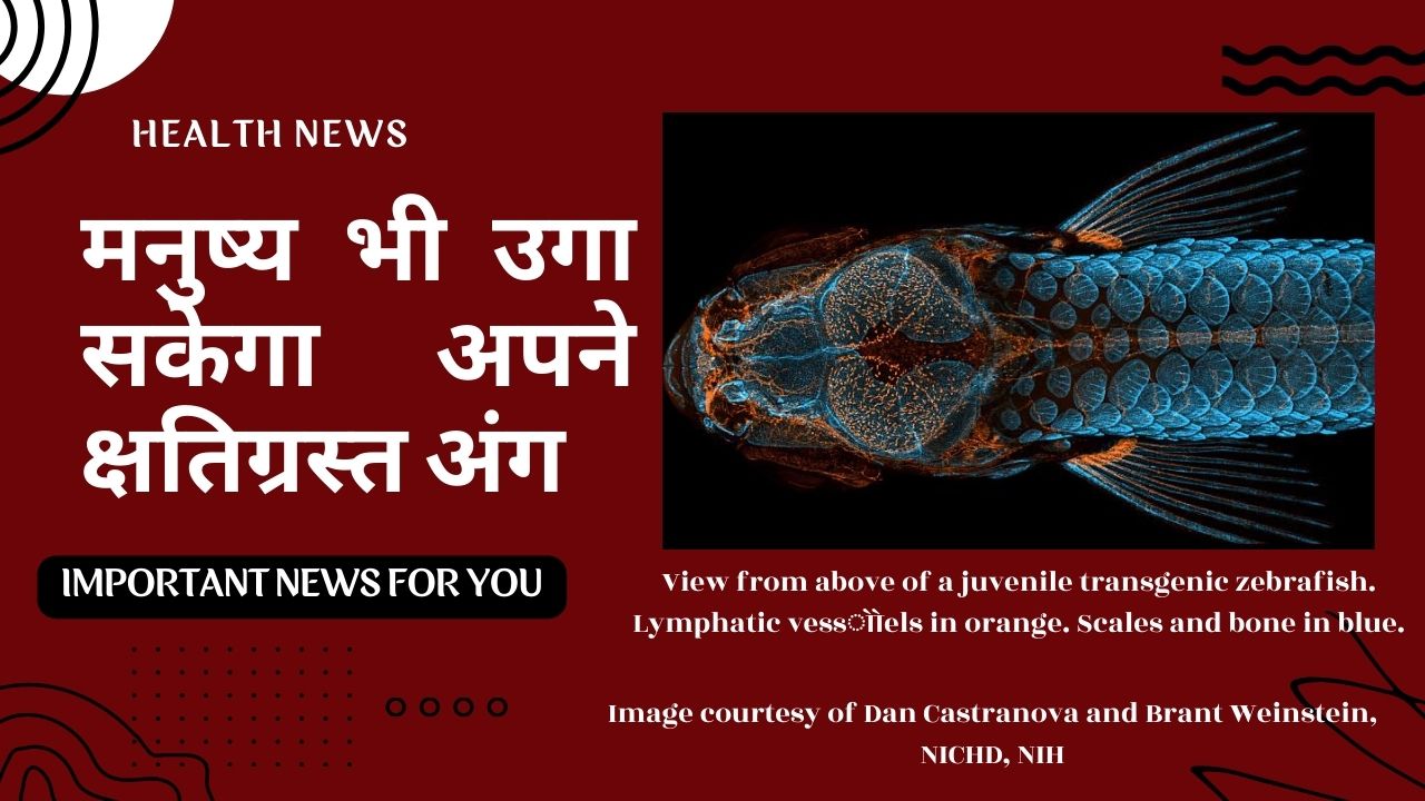 नन्ही जेब्राफिश पर शोध हो रहा : मनुष्य भी उगा सकेगा अपने क्षतिग्रस्त अंग
