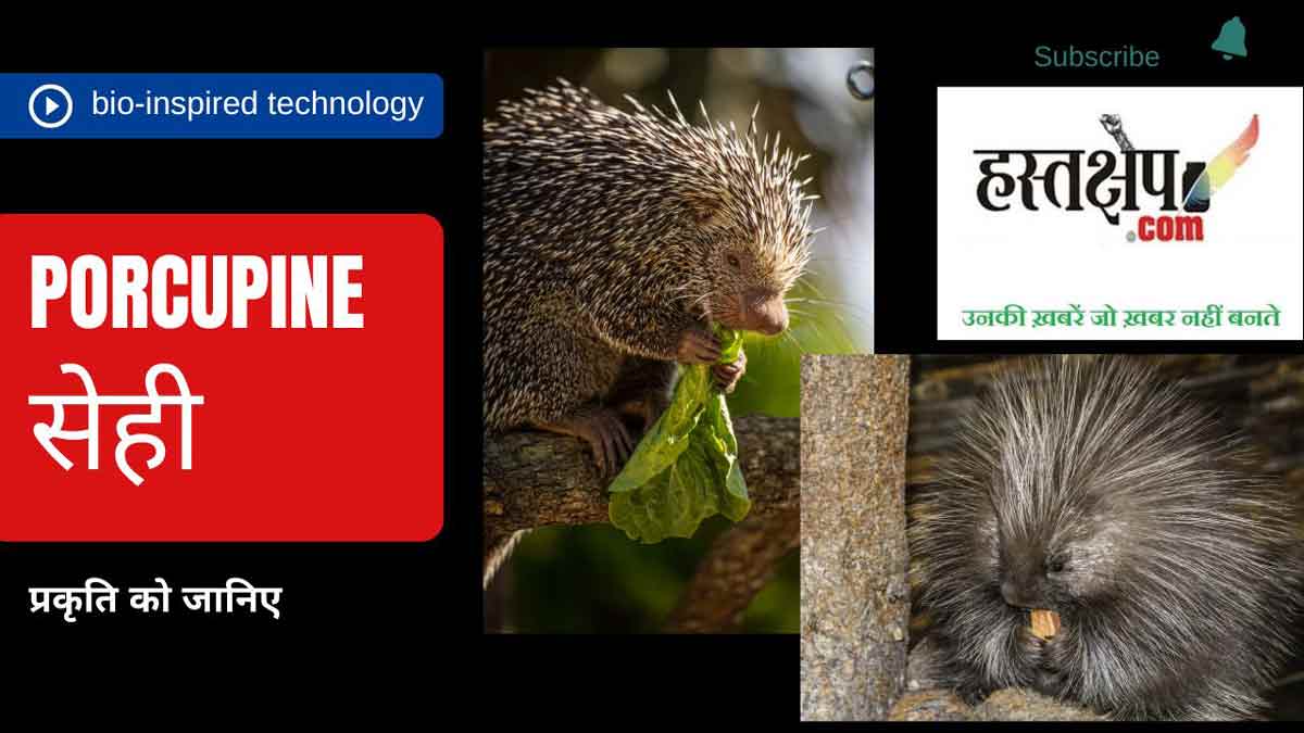 क्या आप जानते हैं साही के कांटों से प्रेरित हैं टांके!