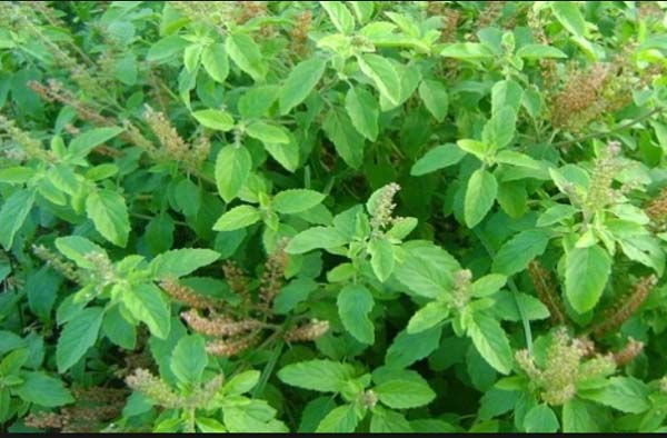 ज्योतिर्मय डे की याद में सोनभद्र में लगाये गये 10000 पौधे