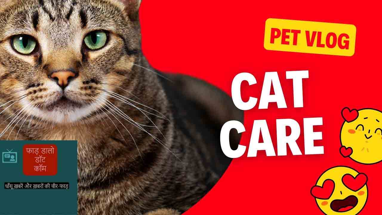 कैसे जानें कहीं आपकी पालतू बिल्ली को कैंसर तो नहीं! कैसे जानें कहीं आपकी पालतू बिल्ली को कैंसर तो नहीं!