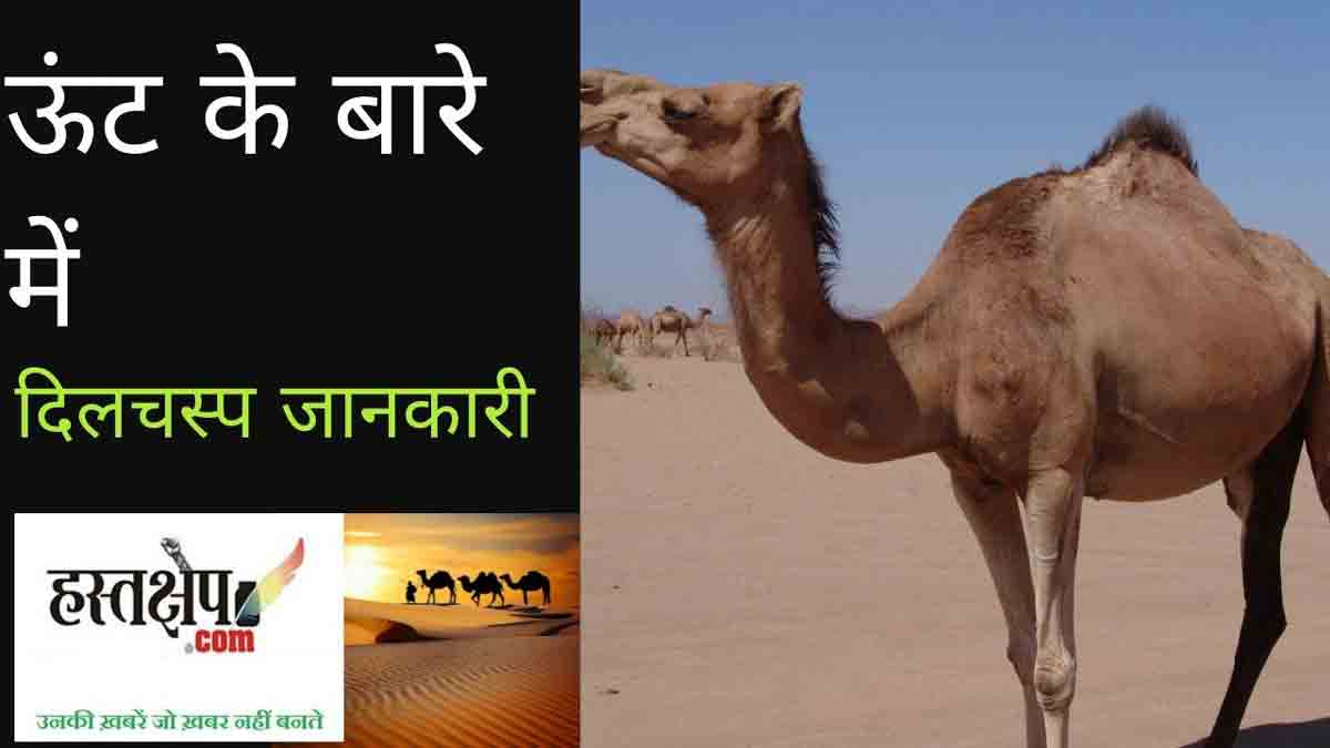 क्या आप जानते हैं कभी खरगोश के आकार का होता था ऊंट!