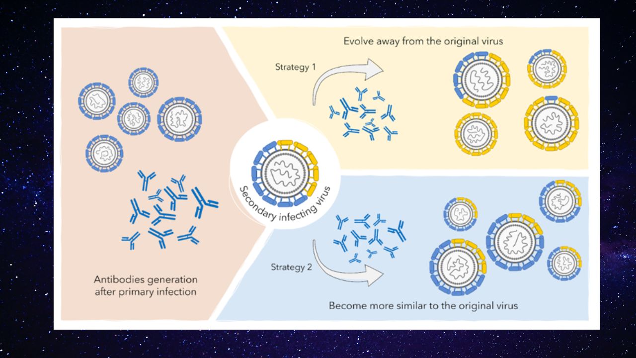 भारत में कैसे विकसित हुआ डेंगू वायरस, अध्ययन में हुआ खुलासा