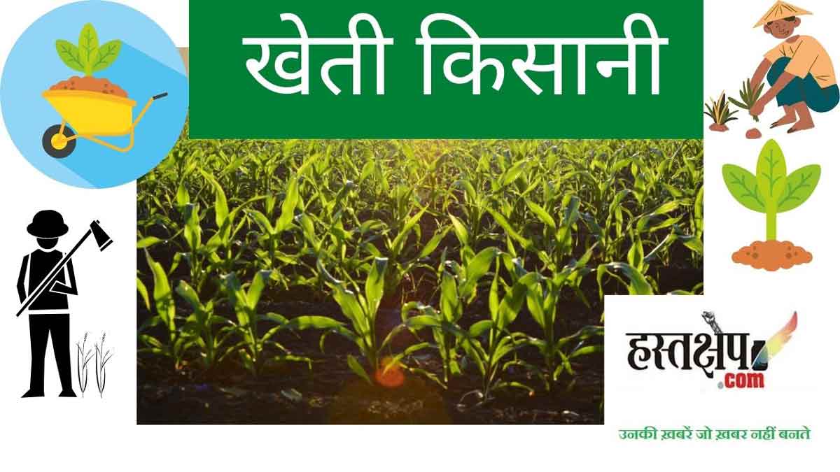 शीतलहर और पाला : फसलों को हो सकता है नुकसान, विशेषज्ञों ने दिए सुझाव