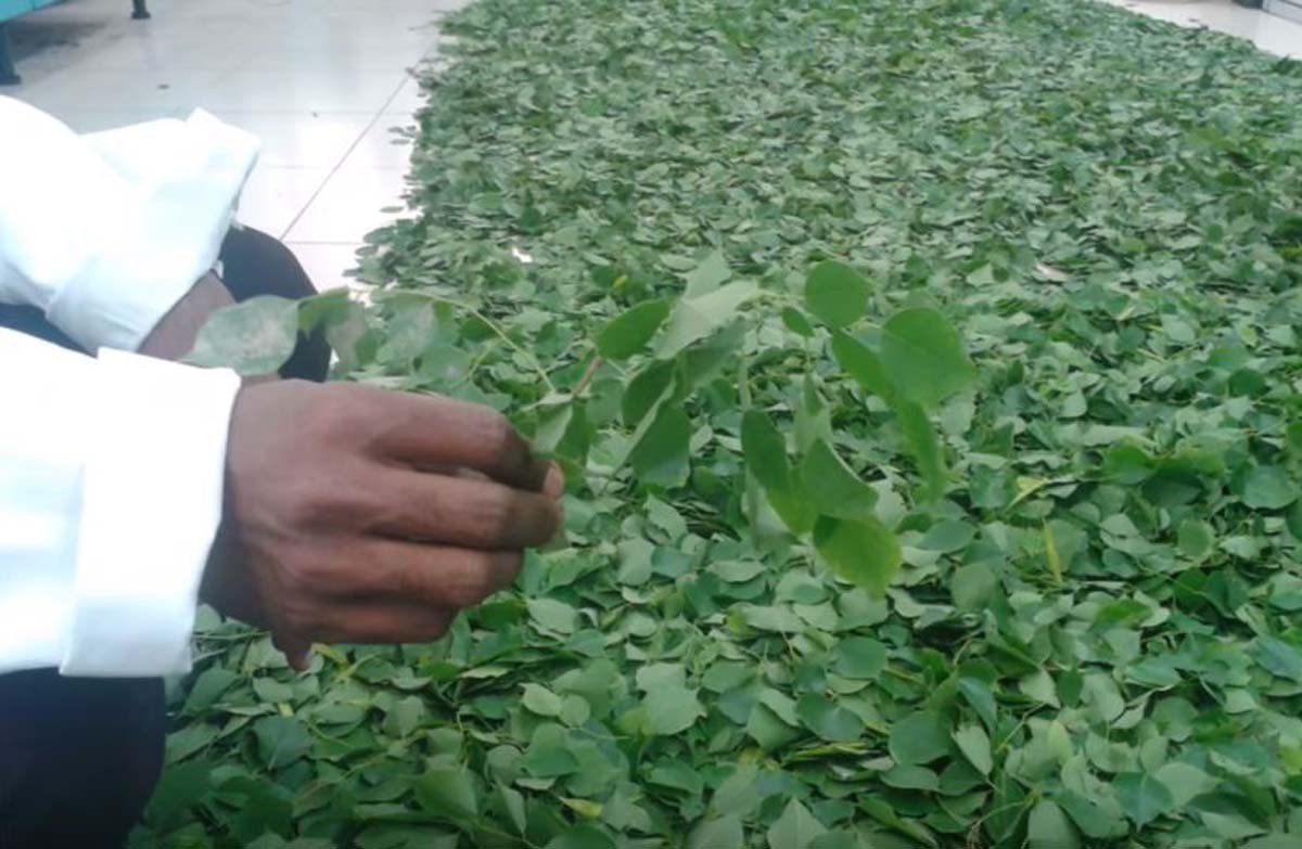 शीशम की पत्तियों से हड्डियों को जोड़ने की तकनीक को पुरस्कार