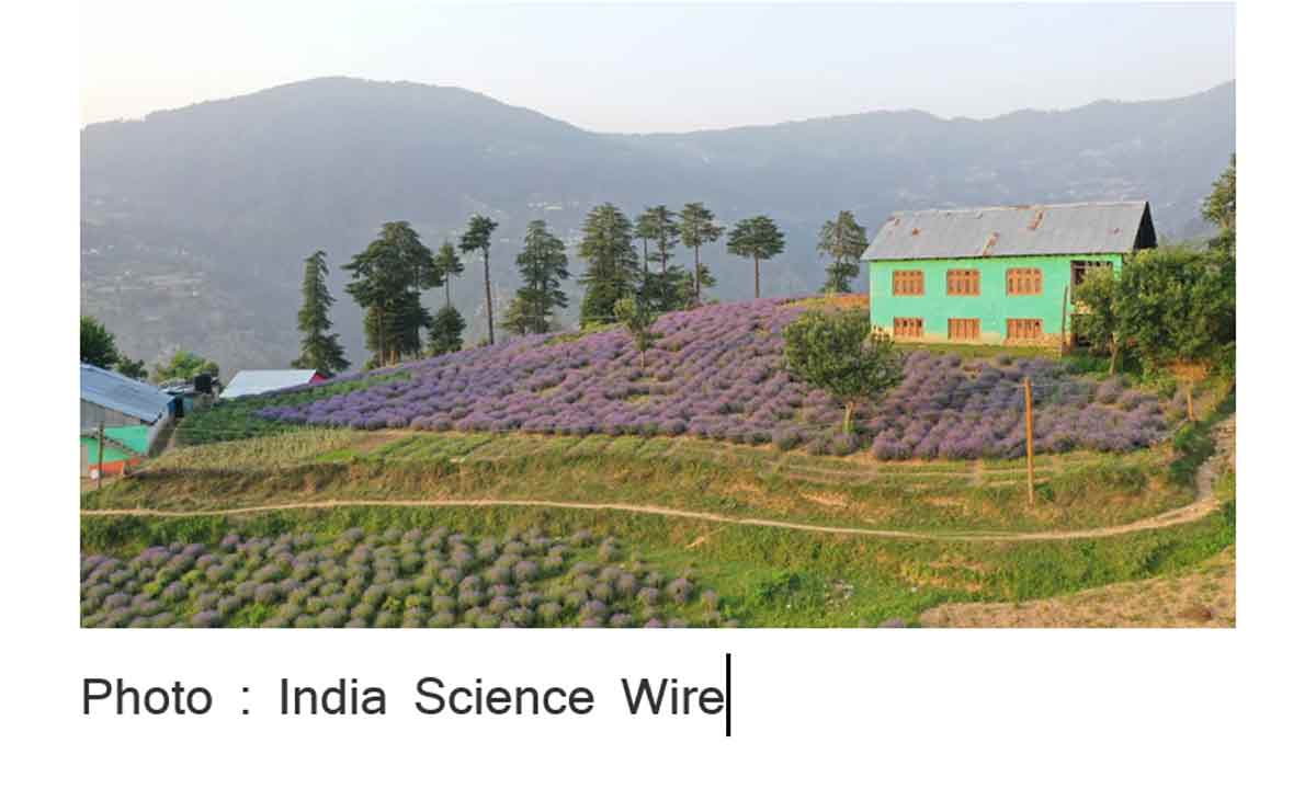 क्षेत्रीय असंतुलन दूर कर सकती है भद्रवाह की ‘बैंगनी क्रांति’