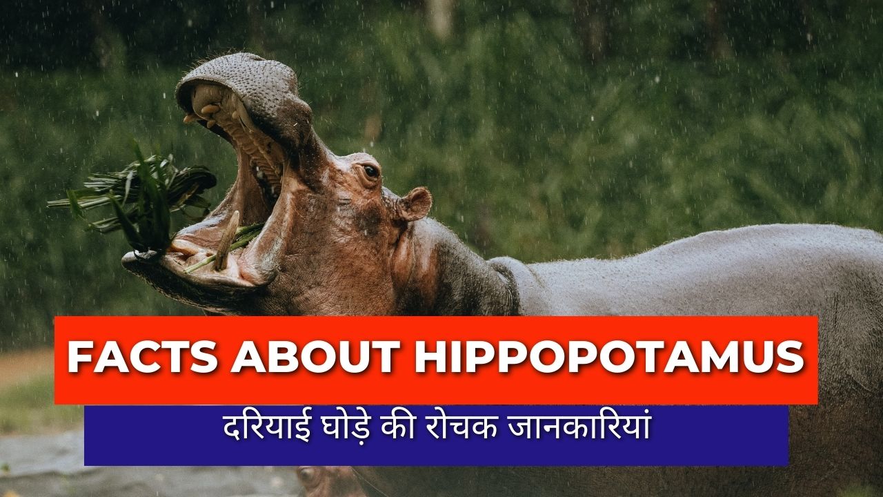 दरियाई घोड़े की रोचक जानकारियां | क्यों विलुप्त हो रहे हैंहिप्पोपोटामस दरियाई घोड़े की रोचक जानकारियां | क्यों विलुप्त हो रहे हैंहिप्पोपोटामस