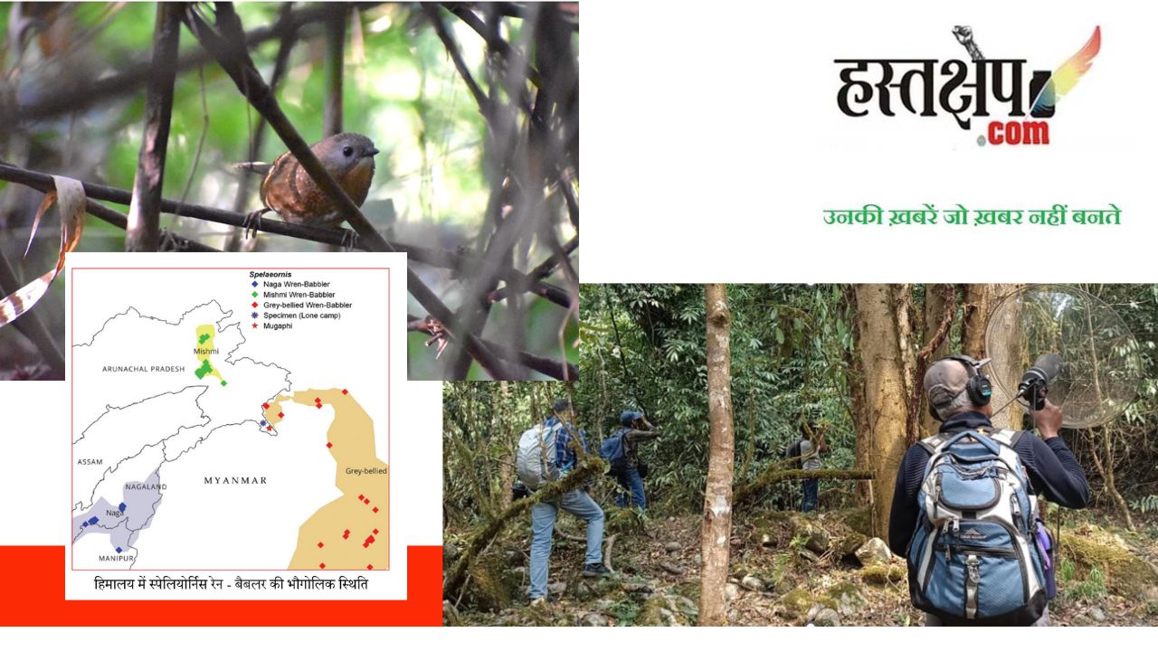 अध्ययनकर्ताओं को सुदूर अरुणाचल में मिला दुर्लभ गवैया पक्षी