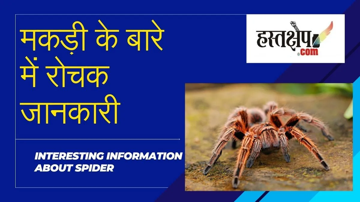 हर साल 880 मिलियन टन कीड़े खा जाती हैं मकड़ियां