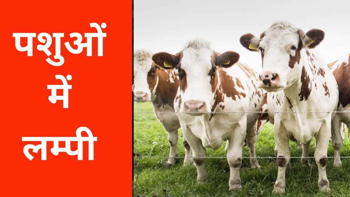 पशुओं में लम्पी यानी ढेलेदार त्वचा रोग क्या है ?