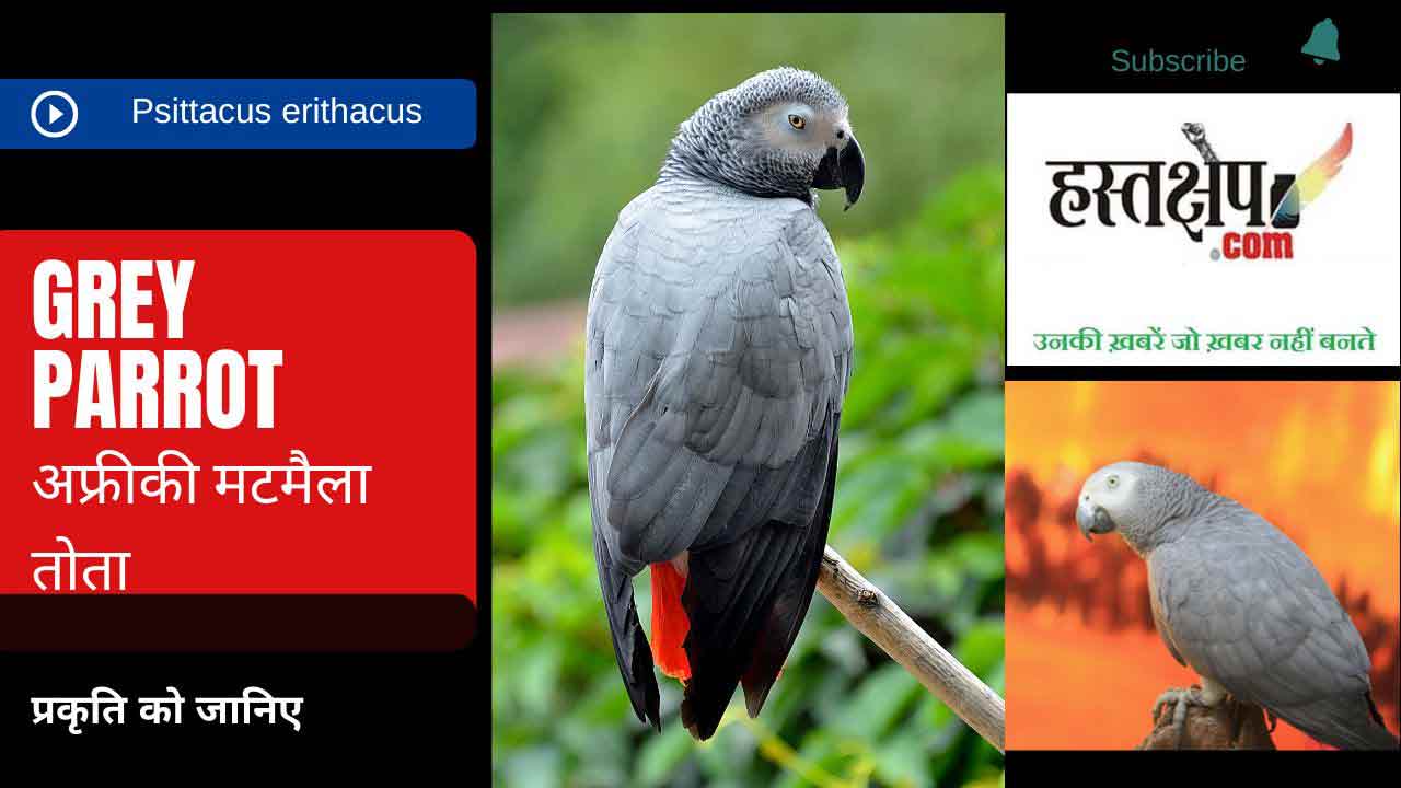 अफ्रीकी मटमैला तोता : प्रथम परोपकारी पक्षी