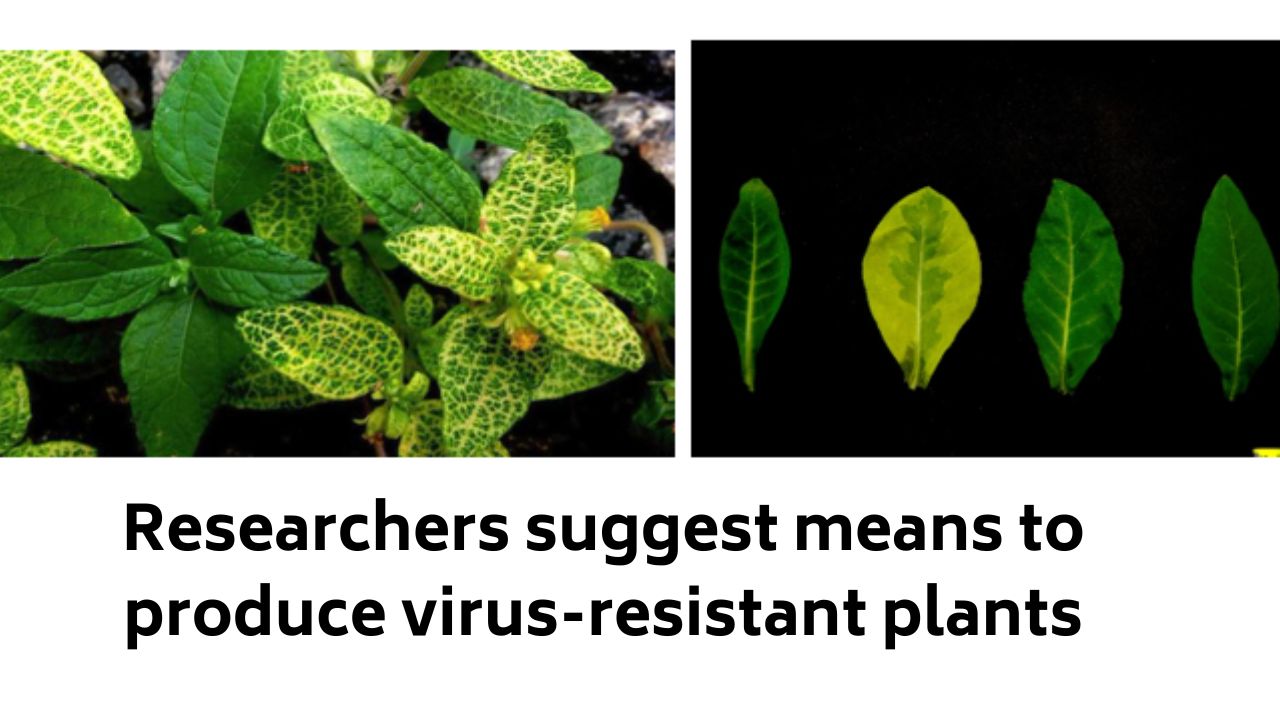 Indian Researchers suggest means to produce virus-resistant plants Indian Researchers suggest means to produce virus-resistant plants