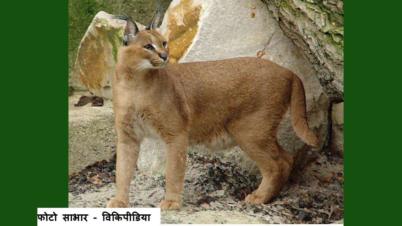 आंखों में आंखें डाल कर देखता है किसानों का मित्र संकटाग्रस्त मरुभूमि का रोबदार स्याहगोश