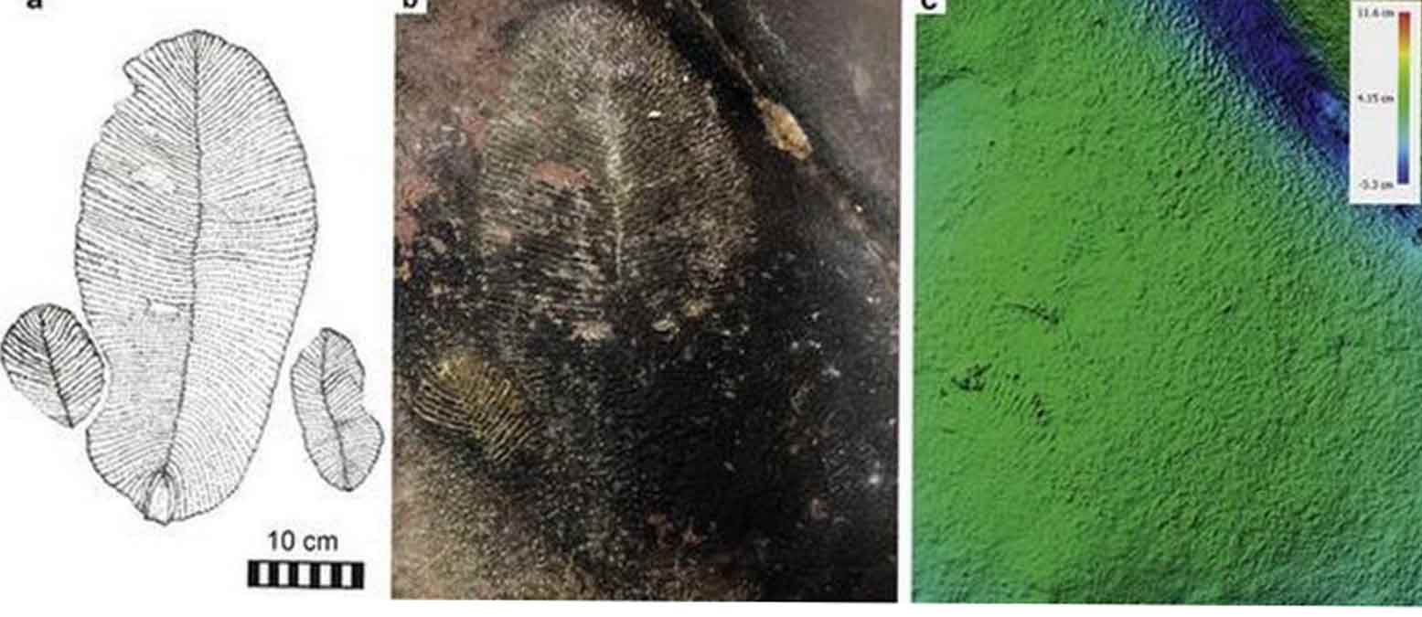 भीमबेटका में मिले करोड़ों साल पुराने डिकिंसोनिया जीवाश्म