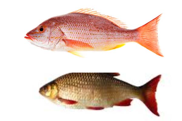 ठेकेदारी प्रथा से शोषित प्रदेश के मछुआरे, आदेश के बाद भी बरगी में मत्स्याखेट शुरू नहीं 