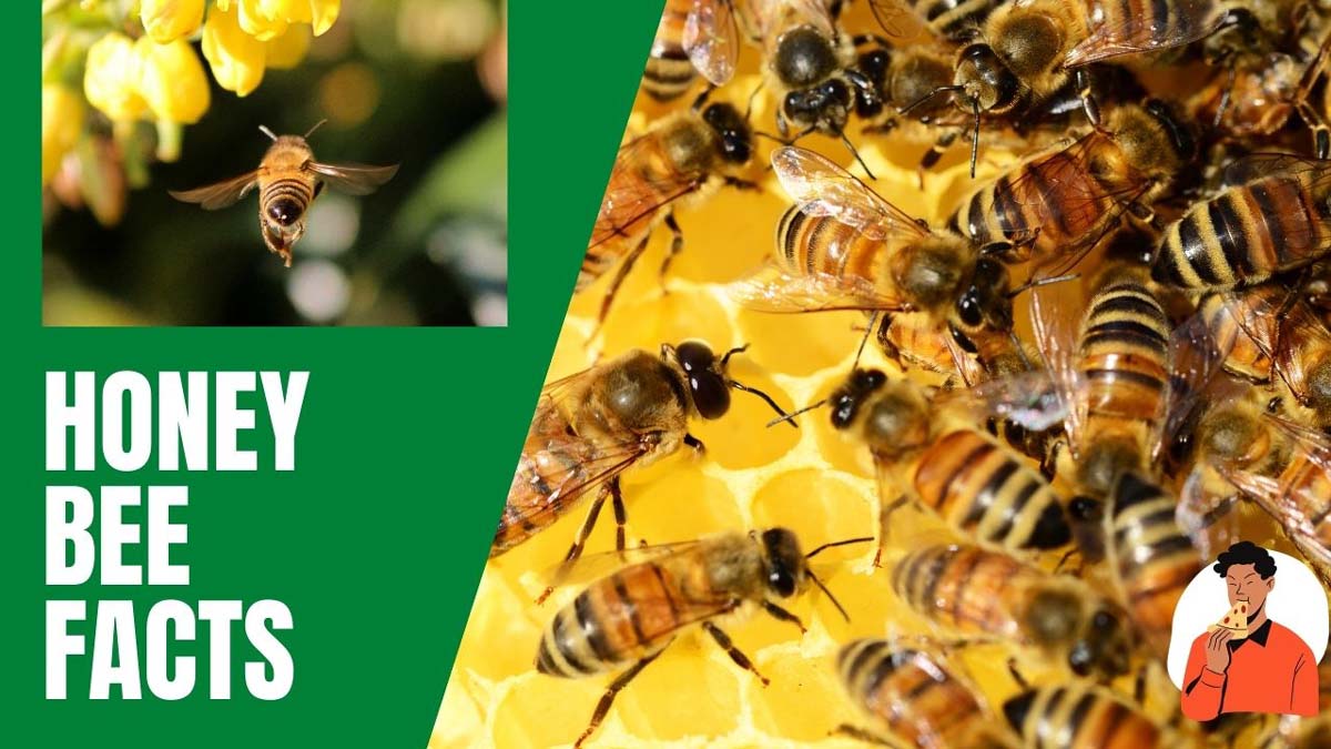 मधुमक्खियों के बारे में रोचक तथ्य जिनके बारे में आप नहीं जानते
