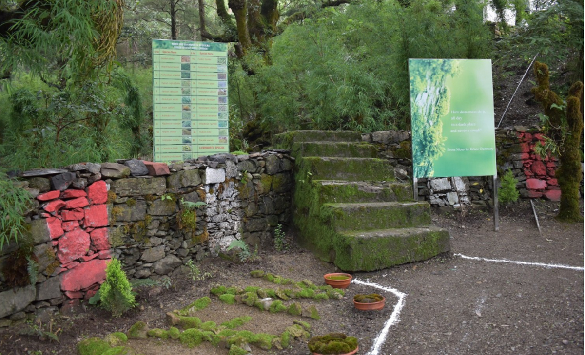 बेकार नहीं, कुदरत का करिश्मा है काई, बन सकती है आपके गले का हार