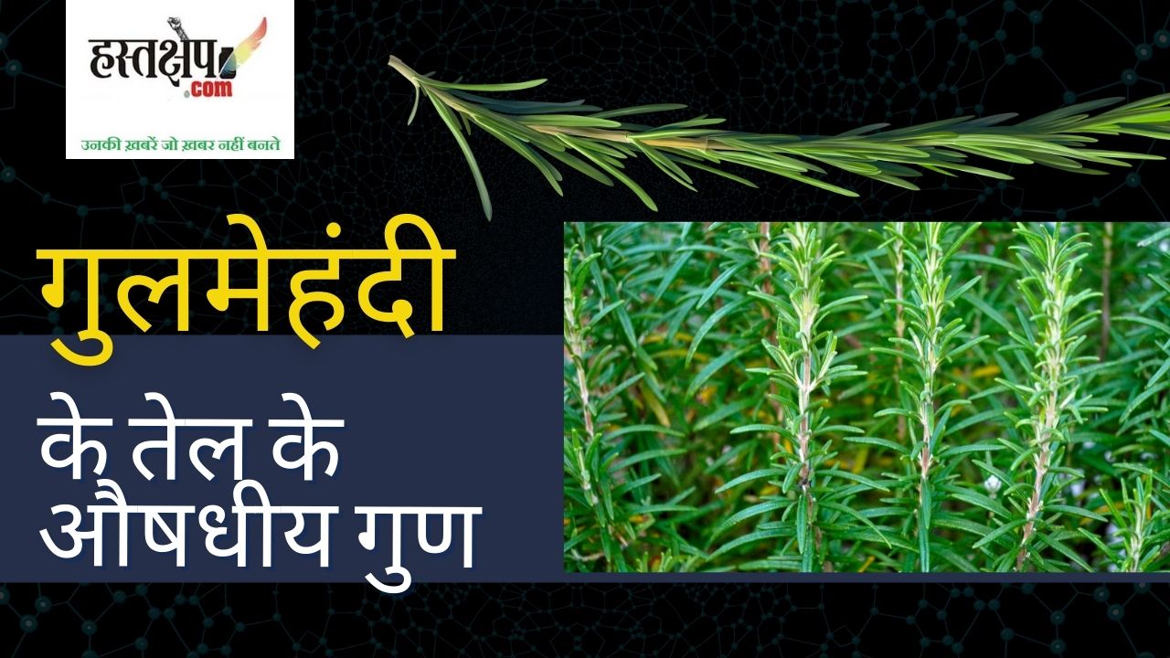 बच्चों की स्मरण क्षमता बढ़ाने में सहायक गुलमेहंदी की सुगंध