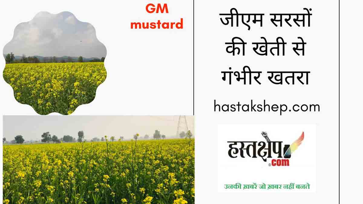 जन-पर्यावरण को जीएम सरसों की खेती से गंभीर खतरा