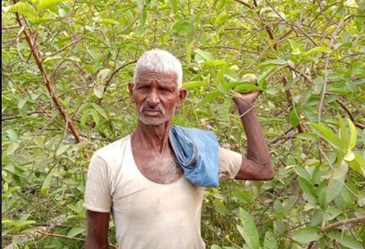 रेत पर अमरूद की खेती कर कृषि को नया आयाम देते किसान