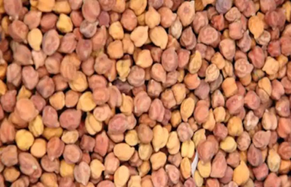 जानिए चना खाना क्यों है फायदेमंद