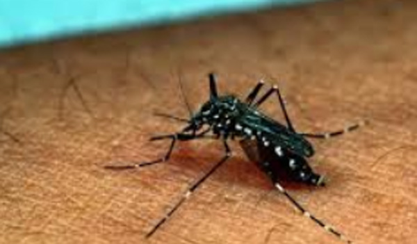 मलेरिया का निदान और उपचार