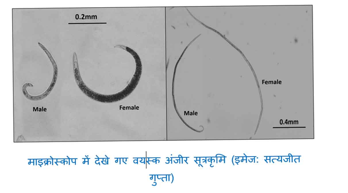 अपने वाहन के रूप में ततैया को ऐसे चुनते हैं सूत्रकृमि