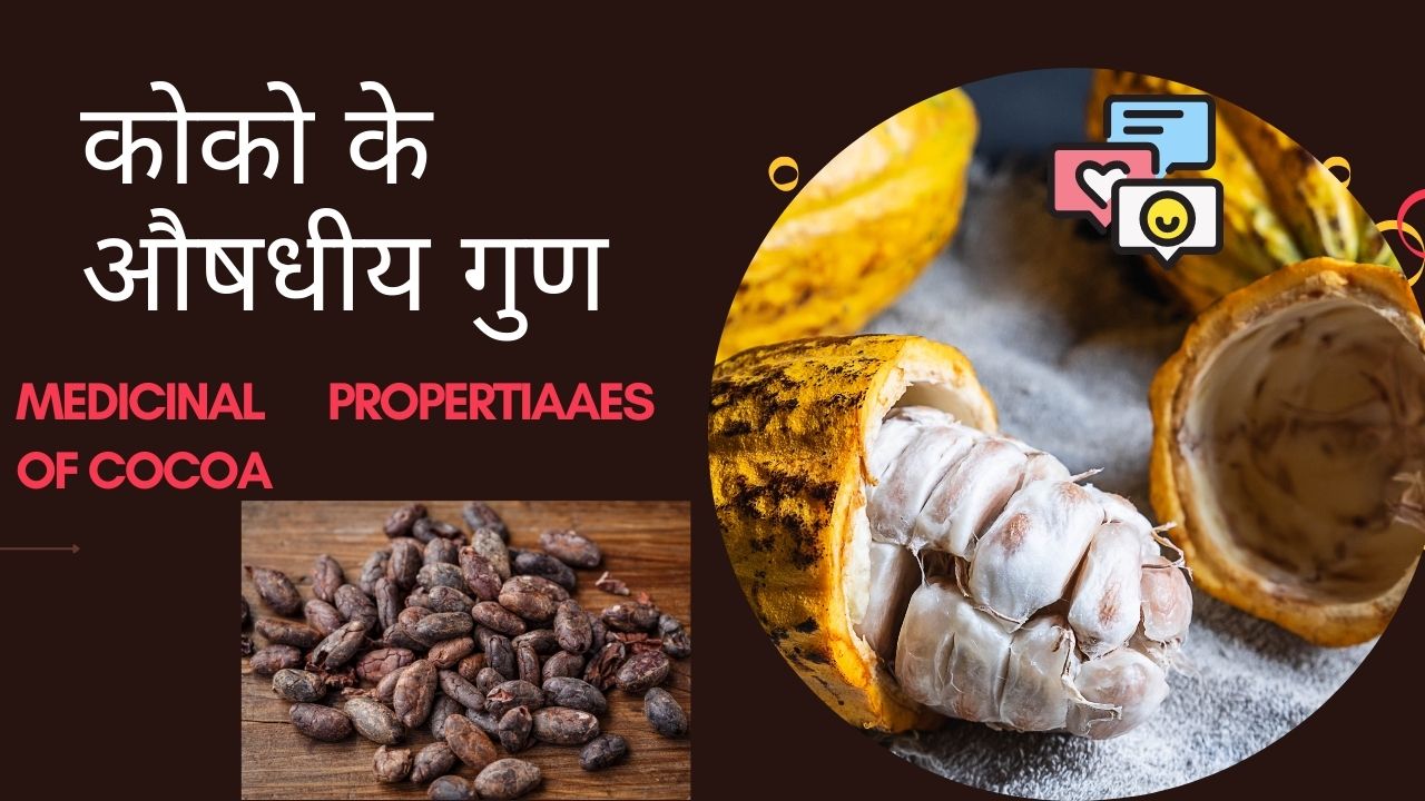 कोको : अनुभूति के लिए एक टॉनिक