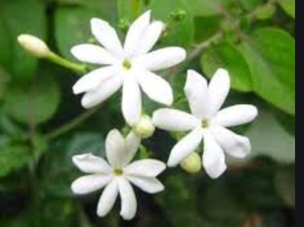 कुदरत को दिया गया ईश्वर का वरदान है जूही का फूल