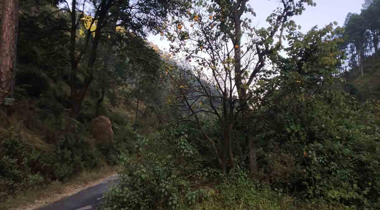 हरियाली से खुशहाली संभव है